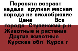 Поросята возраст 4 недели, крупная мясная порода(не вислобрюхие ) › Цена ­ 4 000 - Все города, Ступинский р-н Животные и растения » Другие животные   . Курская обл.,Курск г.